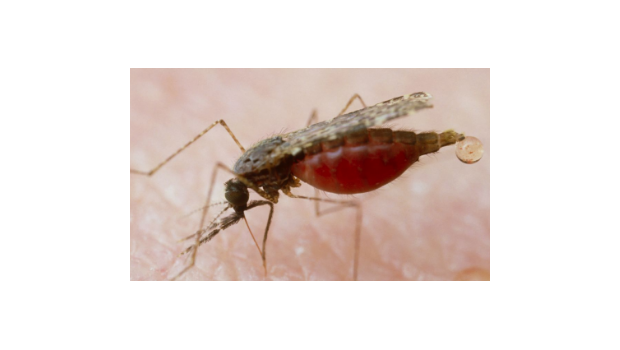 【全国疟疾日】“防止疟疾输入再传播，共创无疟世界””--第15个“全国疟疾日”